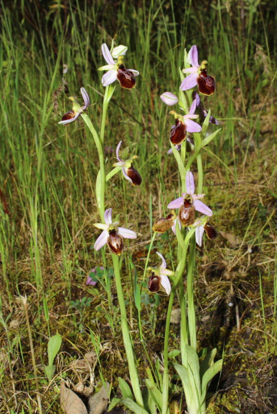 Orchidee dell''Imperiese